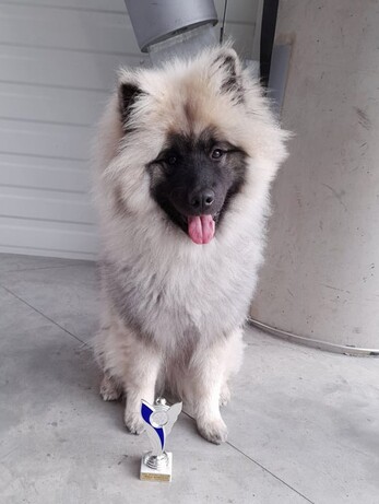 Ejmi-Lu Německý špic vlčí / Keeshond