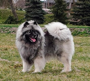 Ejmi-Lu Německý špic vlčí / Keeshond