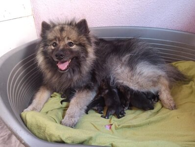 Německý špic vlčí / Keeshond štěňátka