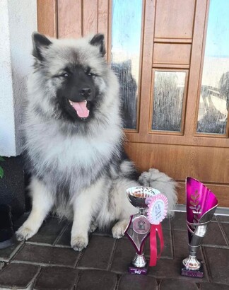 Ejmi-Lu Německý špic vlčí / Keeshond