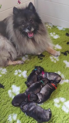 Ejmi-Lu Německý špic vlčí / Keeshond