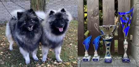 Ejmi-Lu Německý špic vlčí / Keeshond