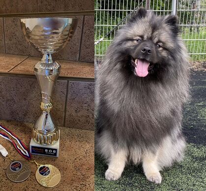 Ejmi-Lu Německý špic vlčí / Keeshond