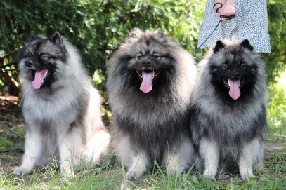Ejmi-Lu Německý špic vlčí / Keeshond