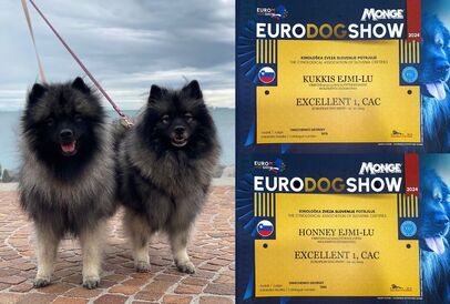 Ejmi-Lu Německý špic vlčí / Keeshond