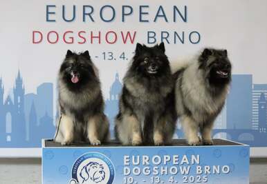 Ejmi-Lu Německý špic vlčí / Keeshond