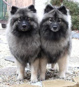 Ejmi-Lu vlčí špic / keeshond