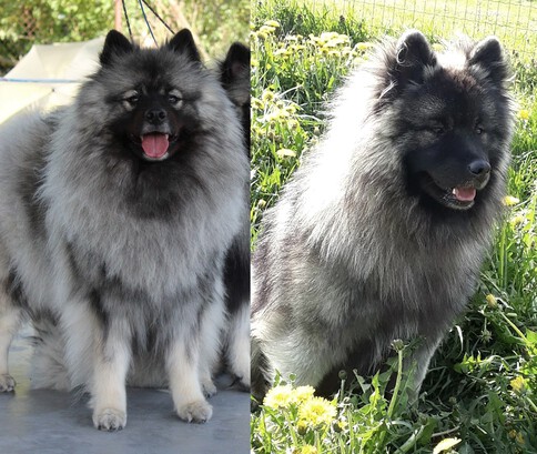 Ejmi-Lu Německý špic vlčí / Keeshond