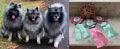 Ejmi-Lu Německý špic vlčí / Keeshond