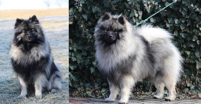Ejmi-Lu Německý špic vlčí / Keeshond